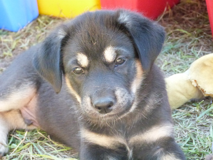 chinook dog